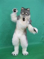 27 649 (2023-05-17 19:16:21) シベリアオオカミ 着ぐるみ 製作